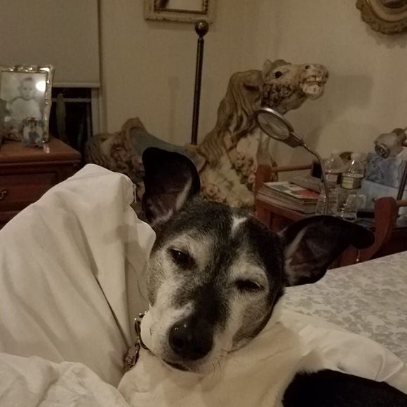 Meet your Posher, Robin - Picture 1 of 1